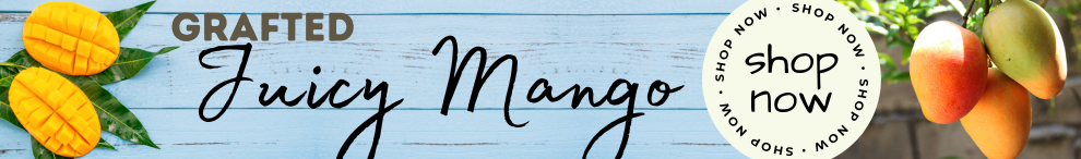 Grafted Mango