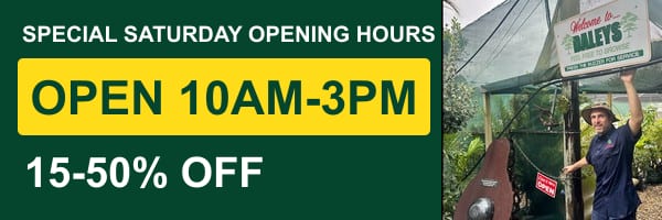 Nursery Outlet Store open 10am to 3pm