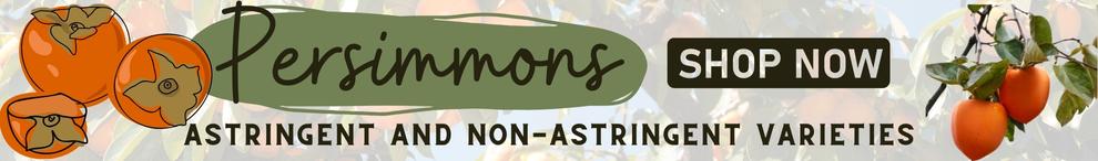 Persimmons