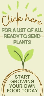 Every Plant Ready to Send Plants In Stock