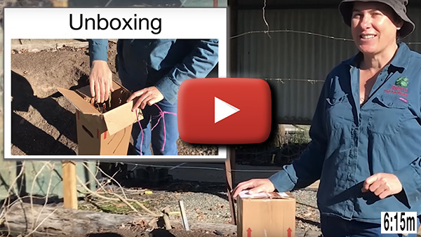 Unboxing Bare Root Fruit Trees