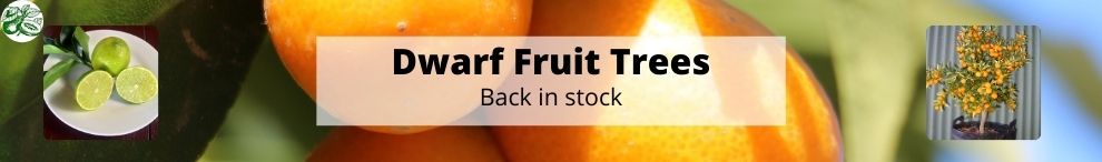 dwarf Fruit Trees Back in Stock