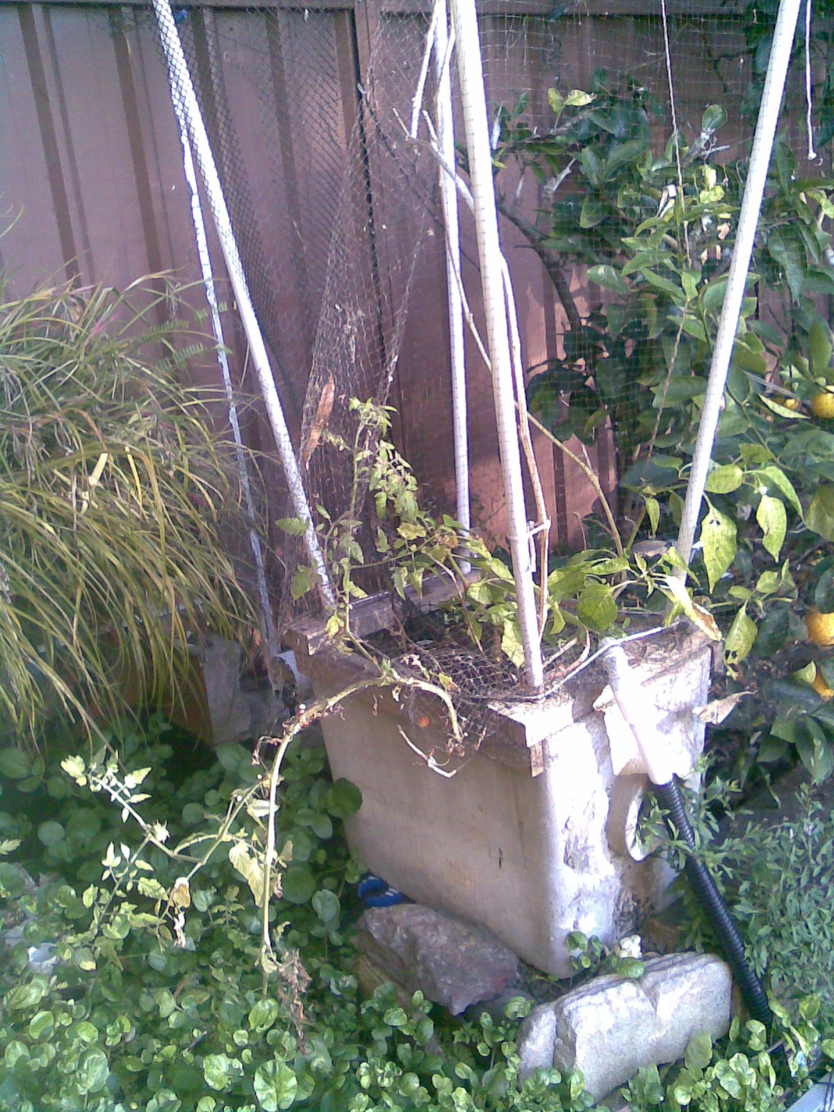 forum: aquaponic tomatoes