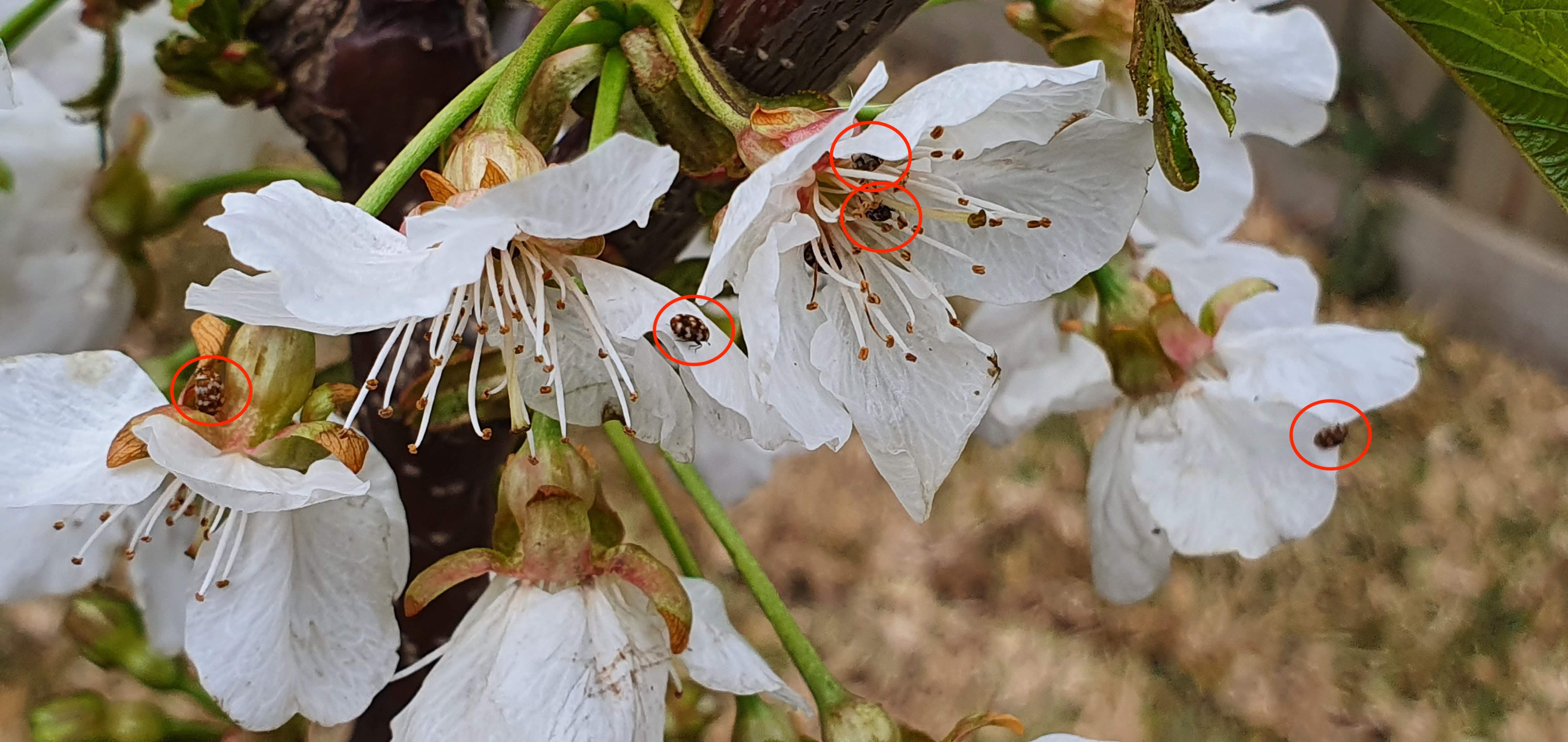 Forum Are These Bugs In My Cheery Tree Are Pests
