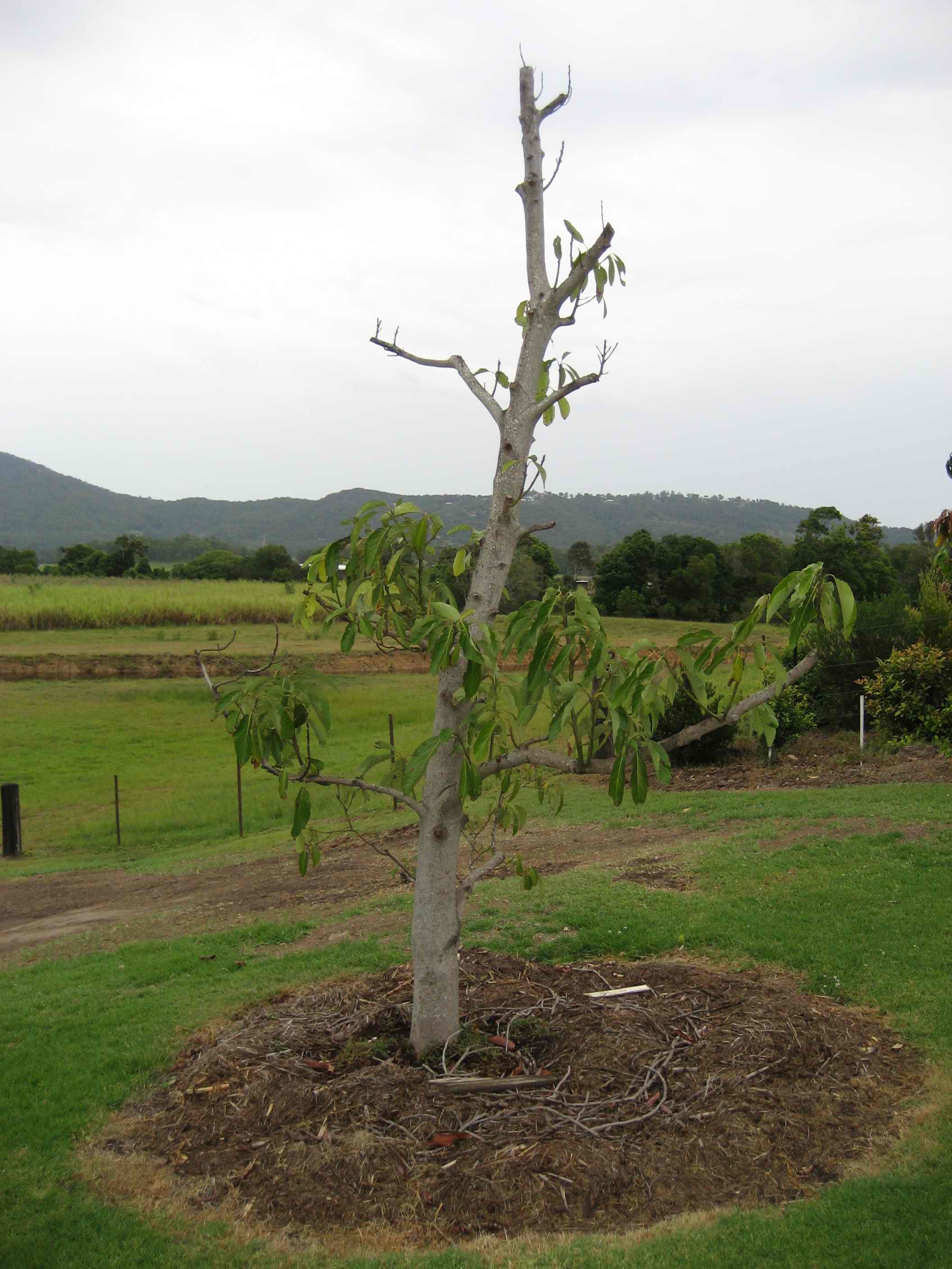 Forum Avocado Tree Damaged By Frost?