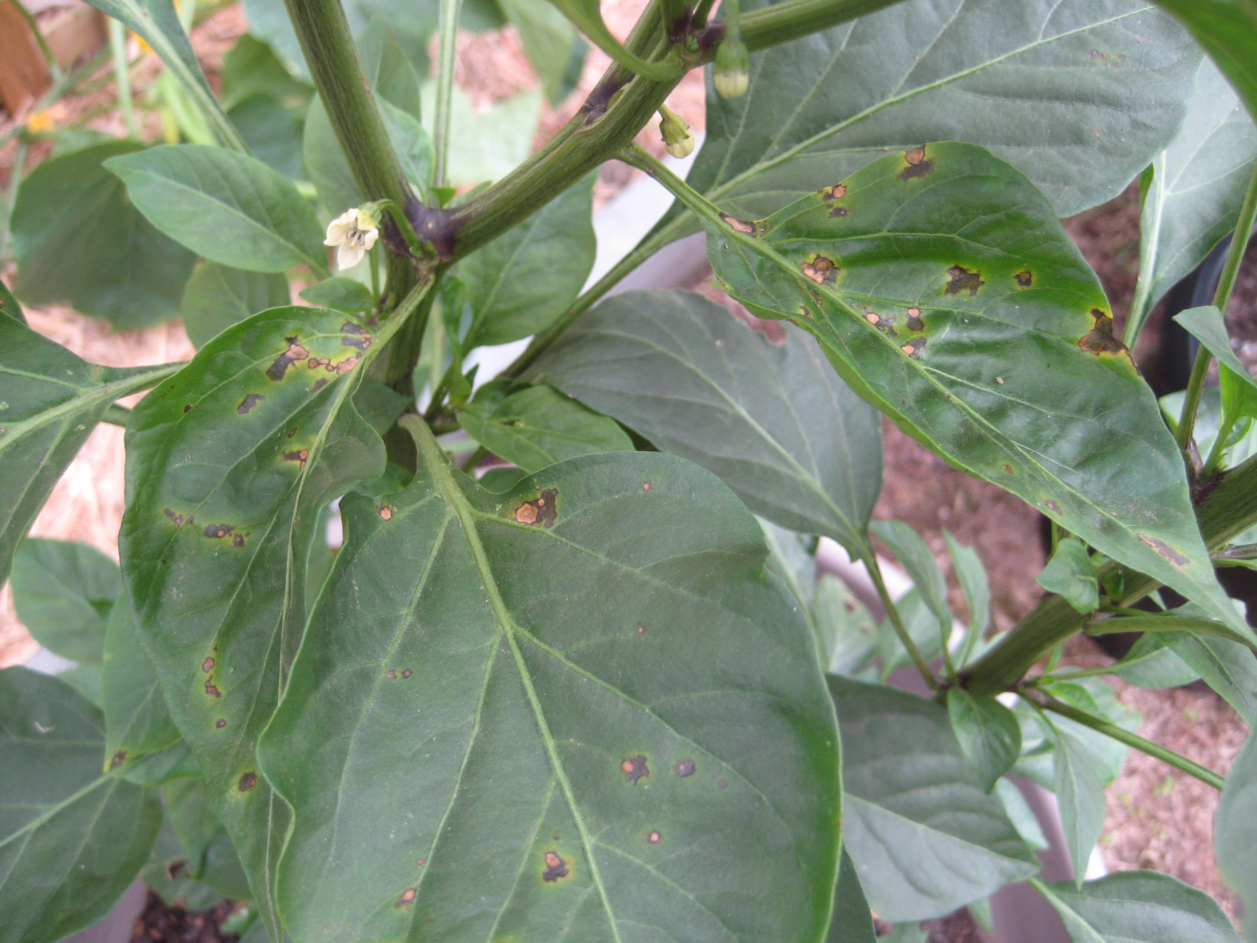 Is Your Chili Making You Sick?  Check The Cooling Time! - eejt62i