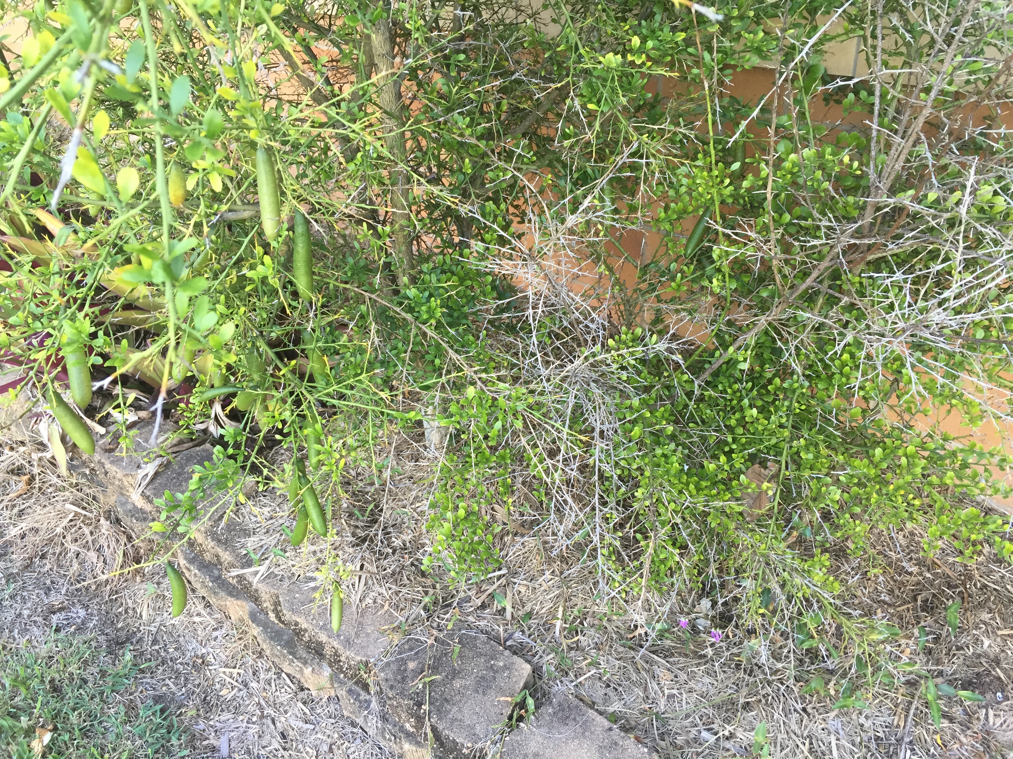 Forum Finger Lime Dieback