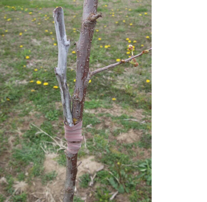 Forum Grafting Plum