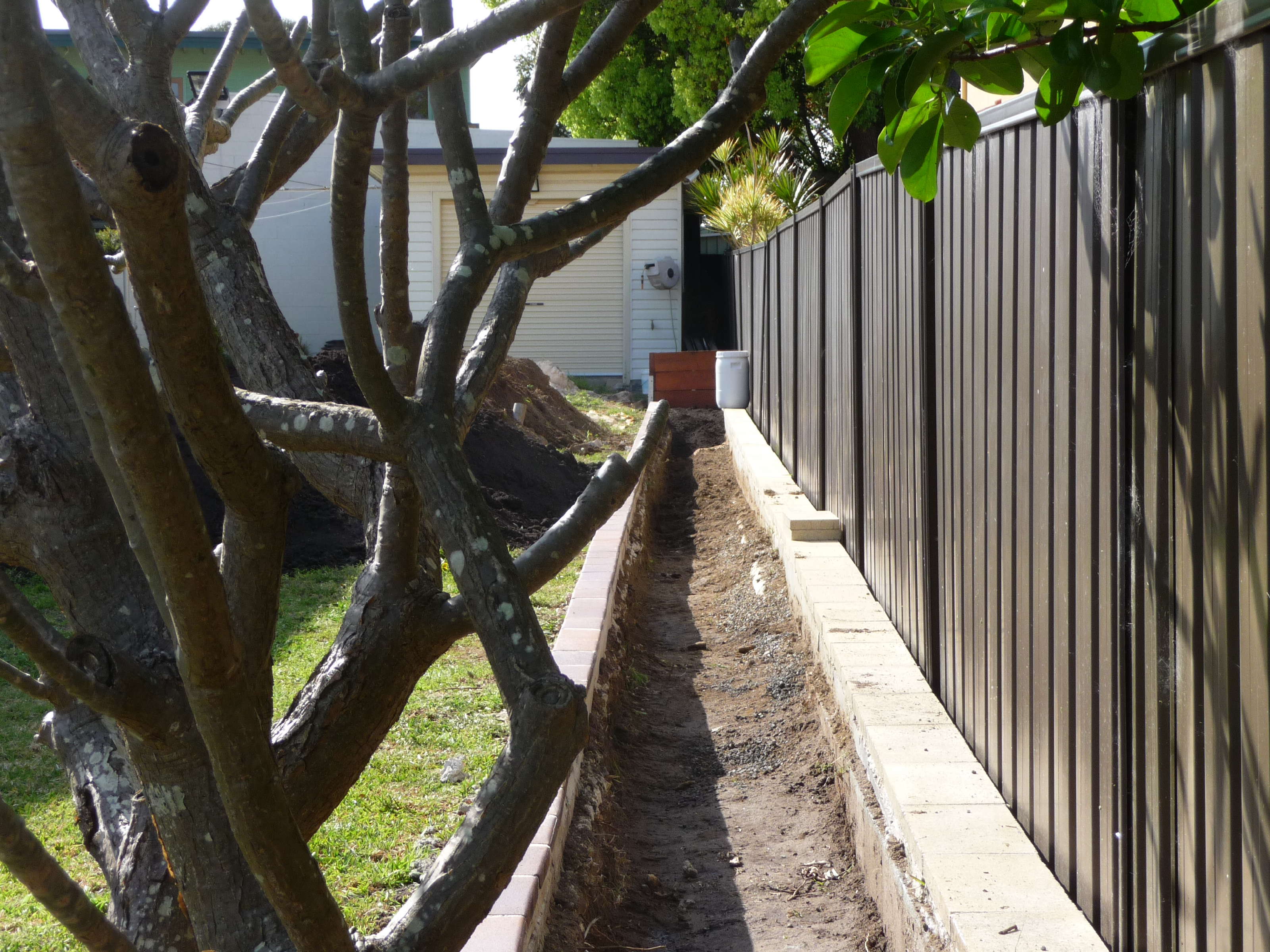 Forum Growing Fruit Trees