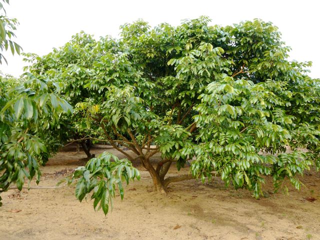 Forum: LYCHEE TREE