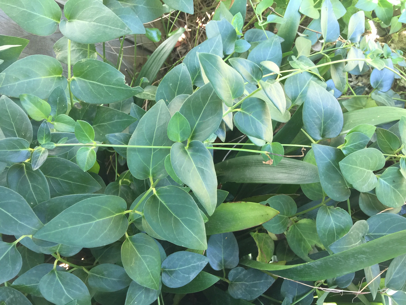 Forum: Name of plant