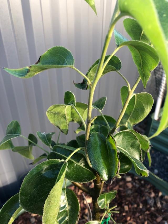 Forum Nashi Pear Leaves Burnt