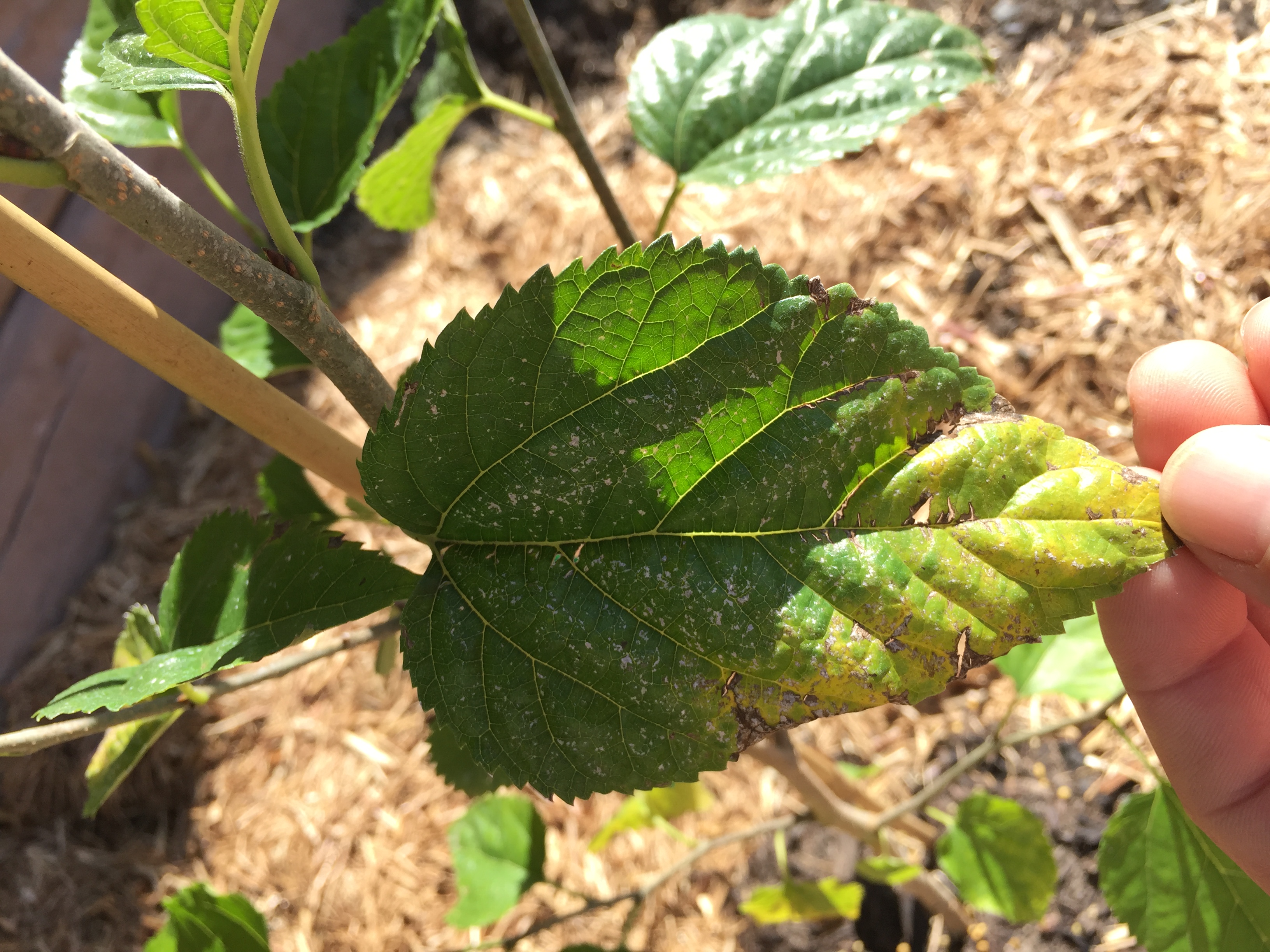 mulberry tree leaves turning yellow