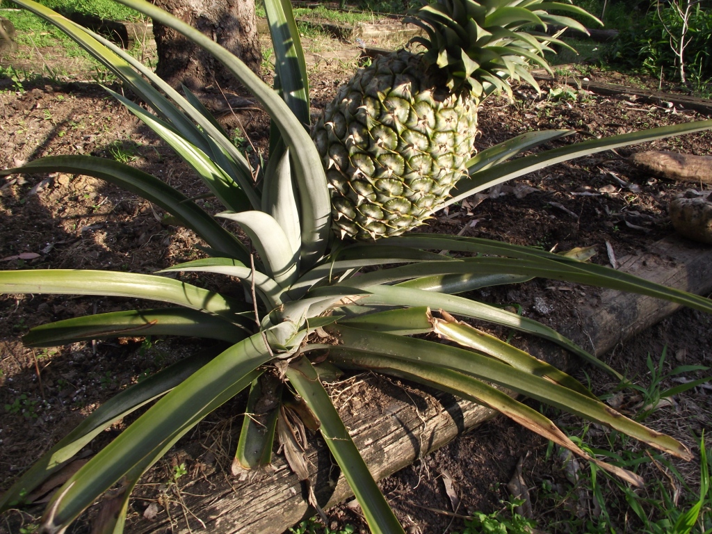 Forum Pineapple Tops