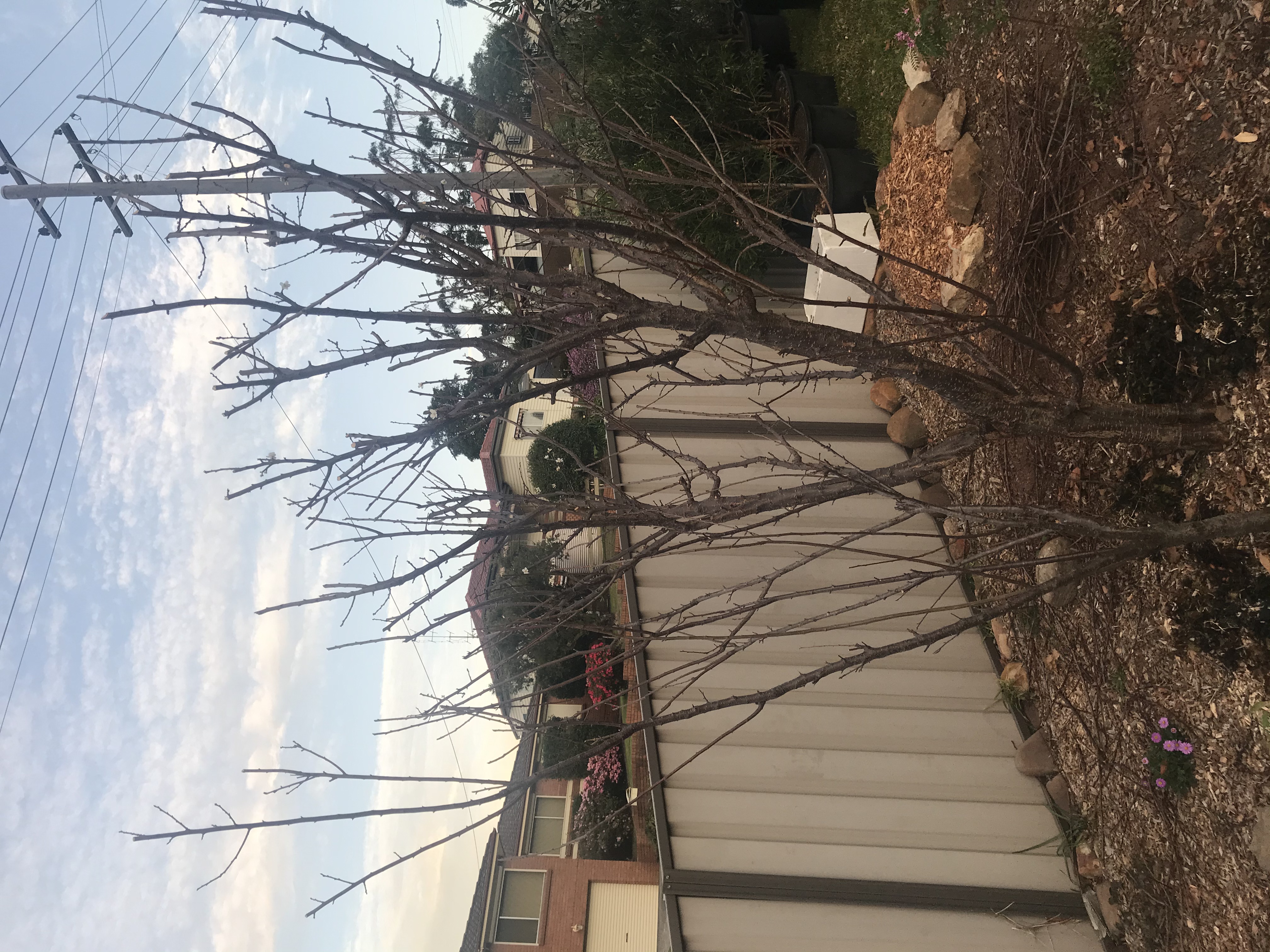 Forum Plums Not Producing