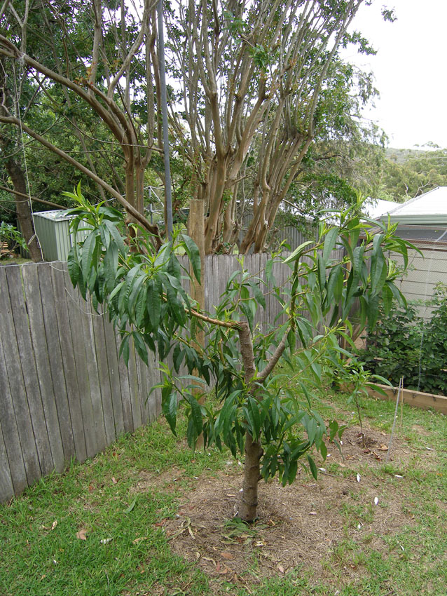 Forum: Questions About Dwarf Fruit Trees