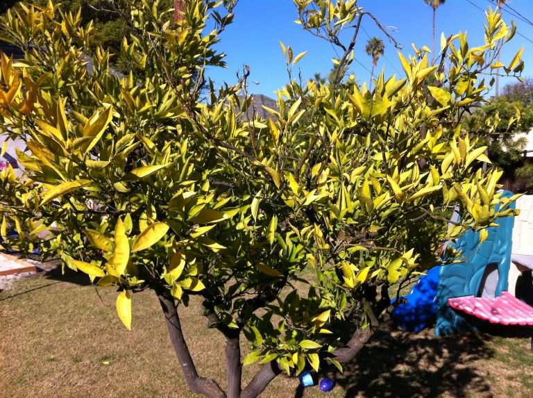 Forum Tangerine Tree Chlorosis?
