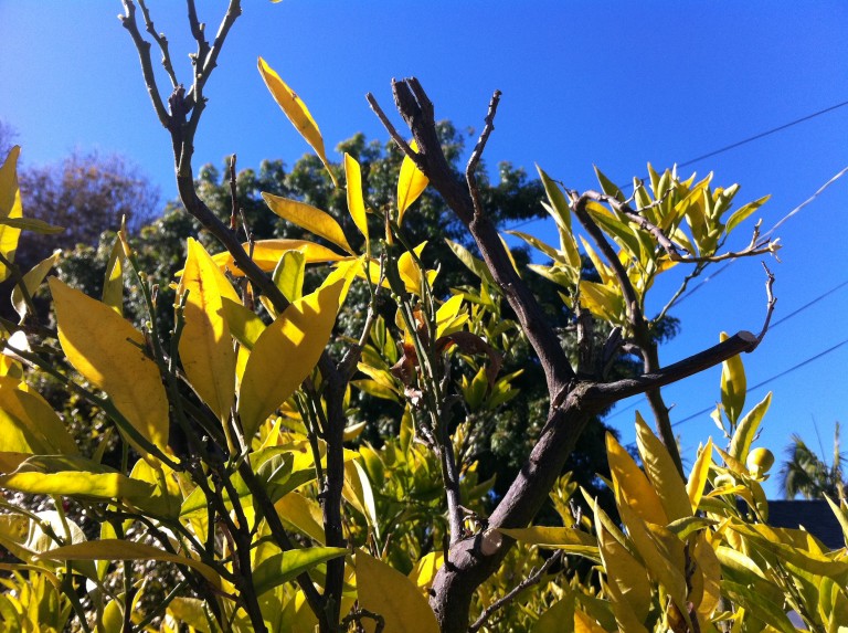 Forum Tangerine Tree Chlorosis?