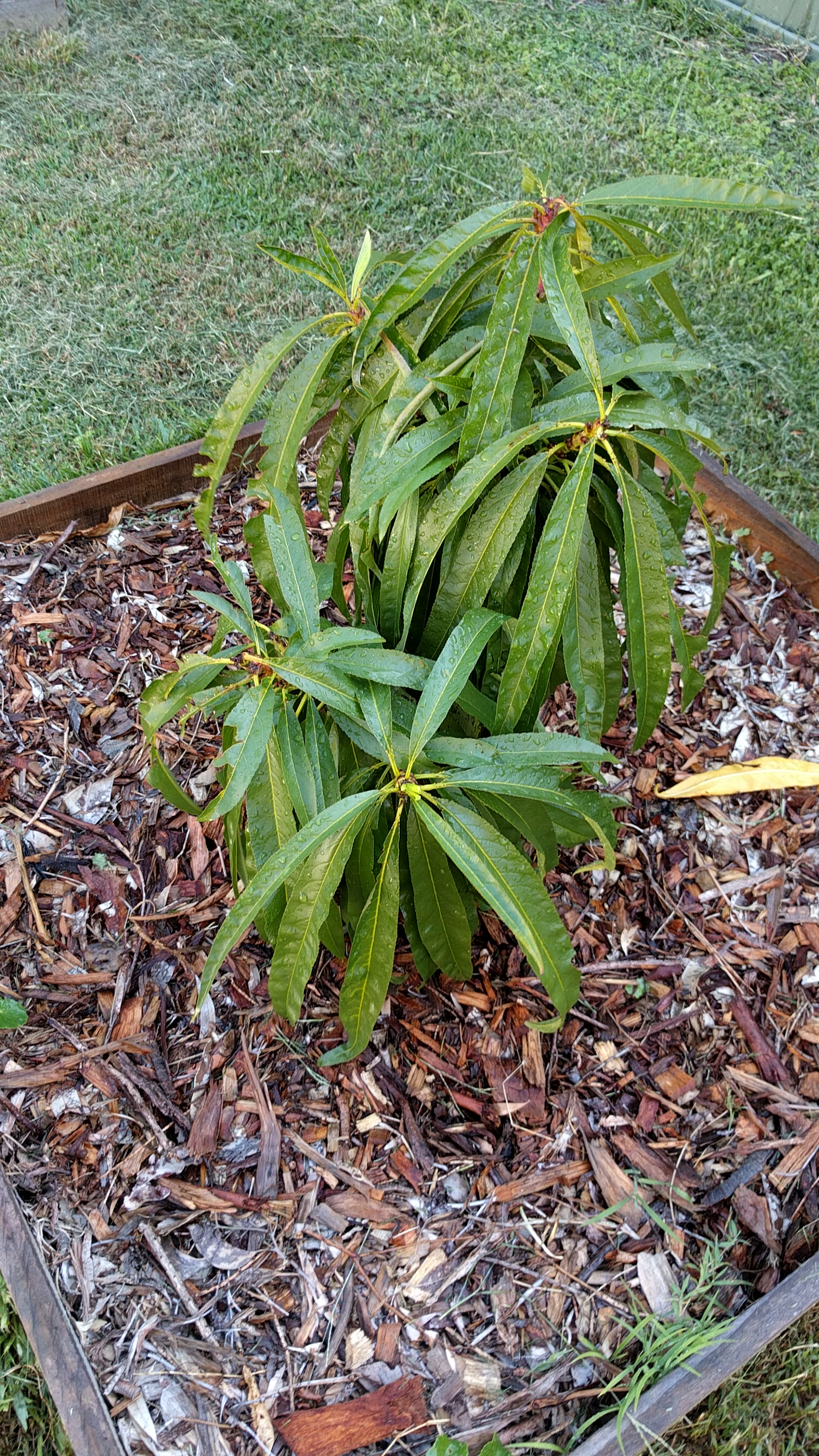 Forum Unknown Problem. Peach And Nectarine