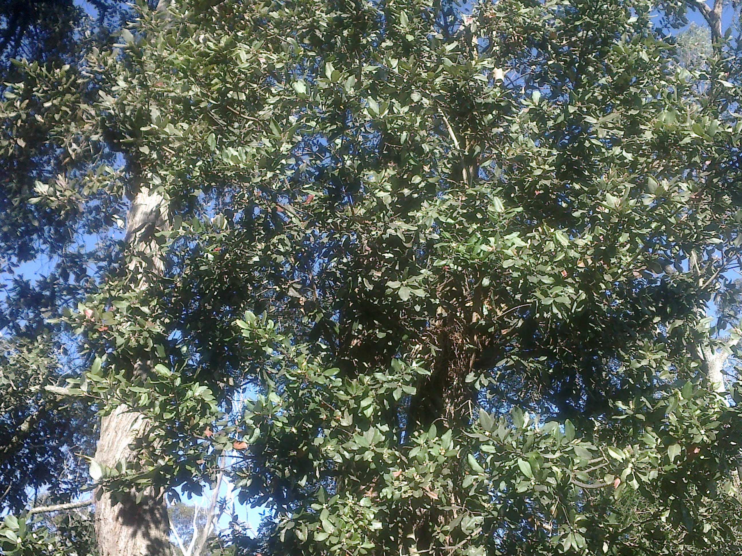 Forum What Trees Are These?