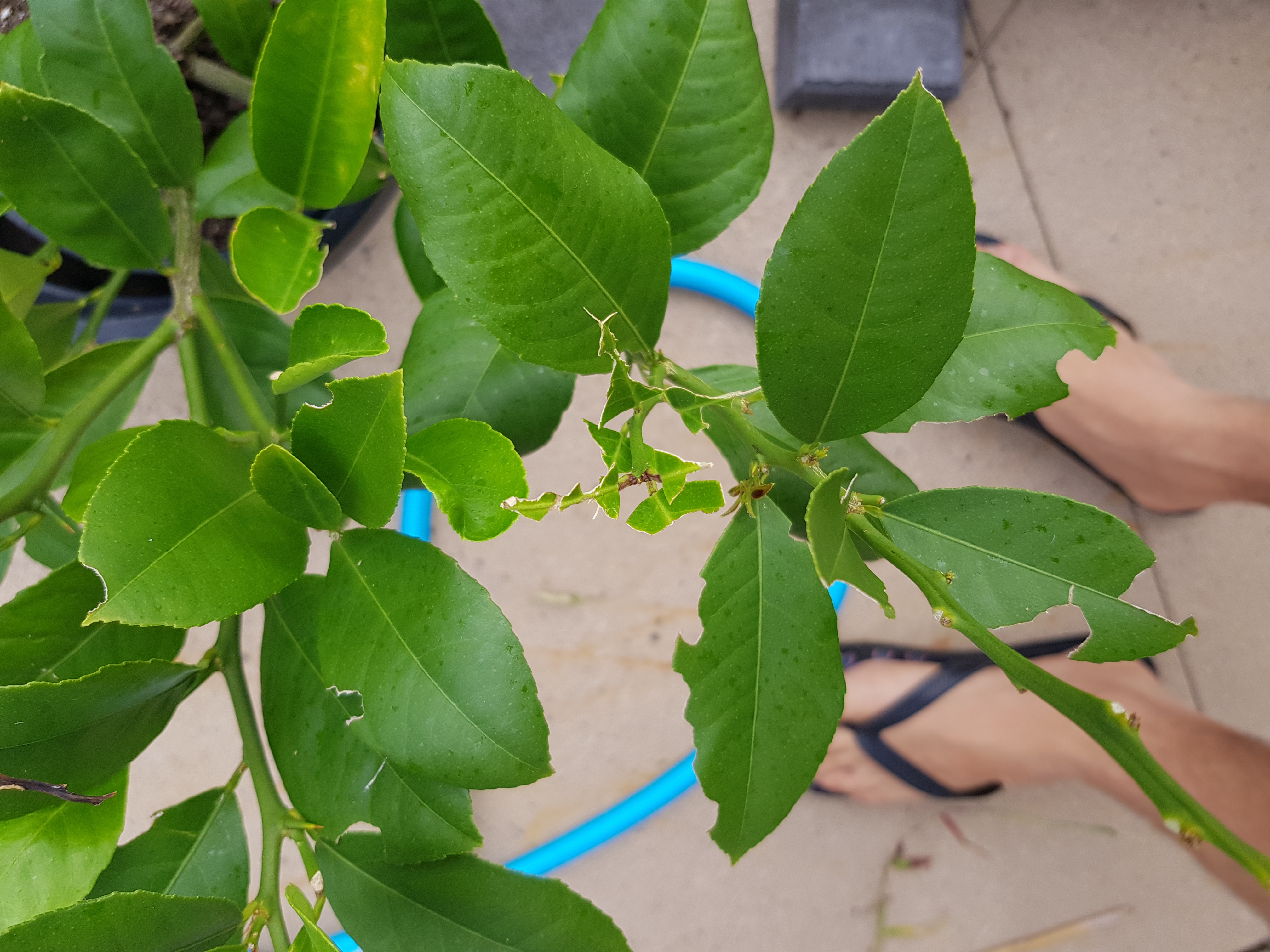 Forum What s Eating My Lemon Leaves 