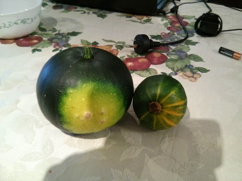 Forum What's Wrong With My Zucchini?