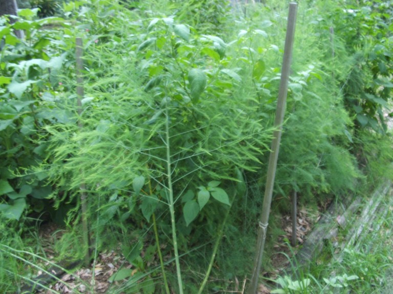 25 Mary Washington Asparagus Live Plants - 2-Year-Old Crowns, Organic, Perennial
