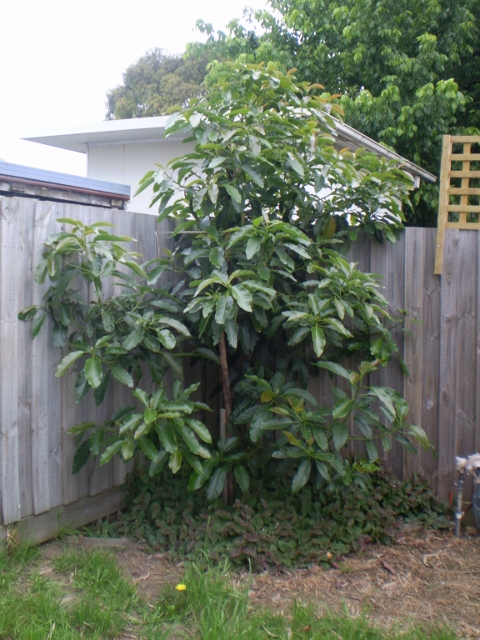 My Edible Fruit Trees: Avocado Trees VIC