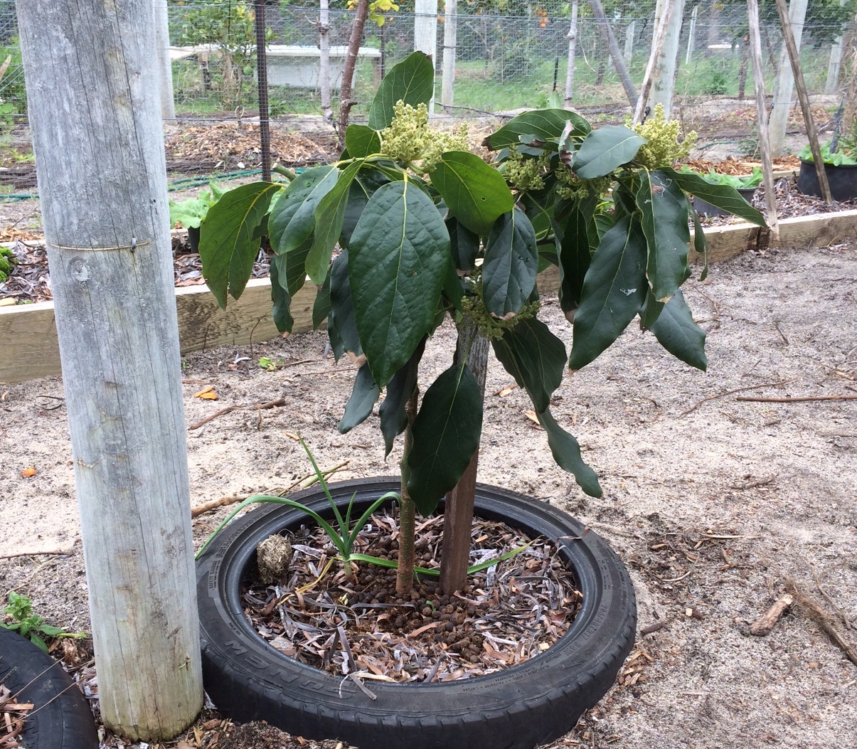 Avocado Bacon Tree Persea americana