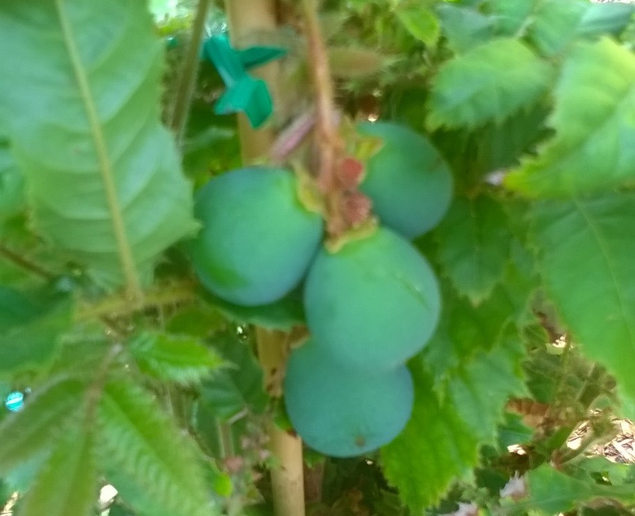 Davidsonia jerseyana Davidson Plum NSW Tree