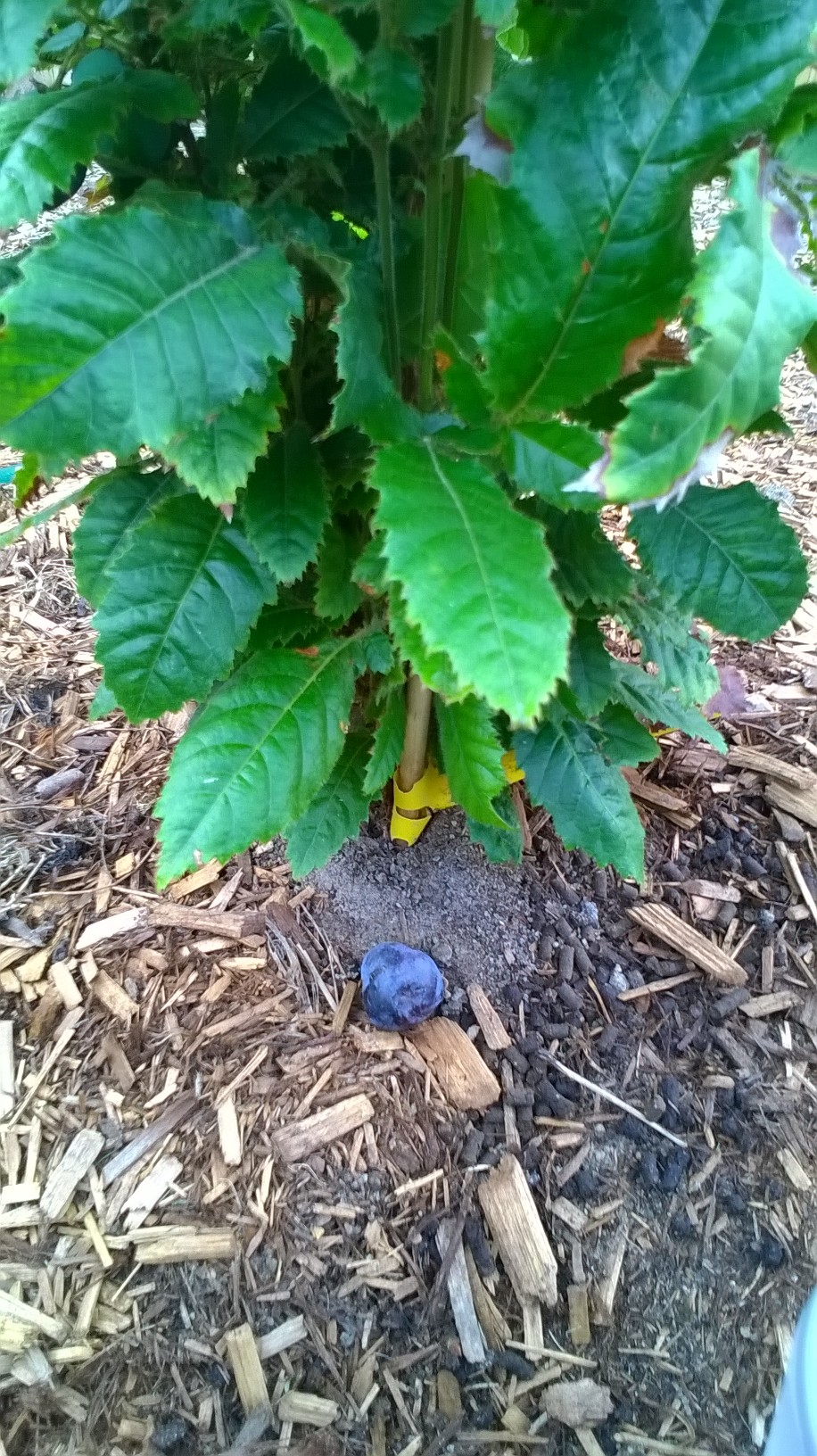 Davidsonia jerseyana Davidson Plum NSW Tree
