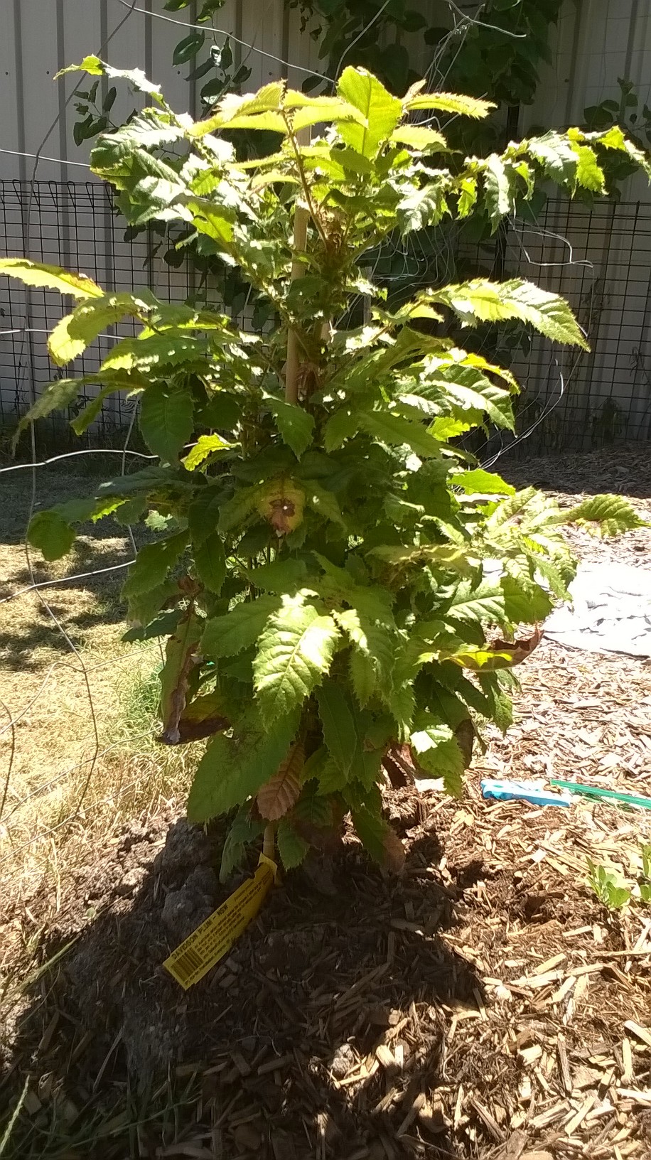 Davidsonia jerseyana Davidson Plum NSW Tree
