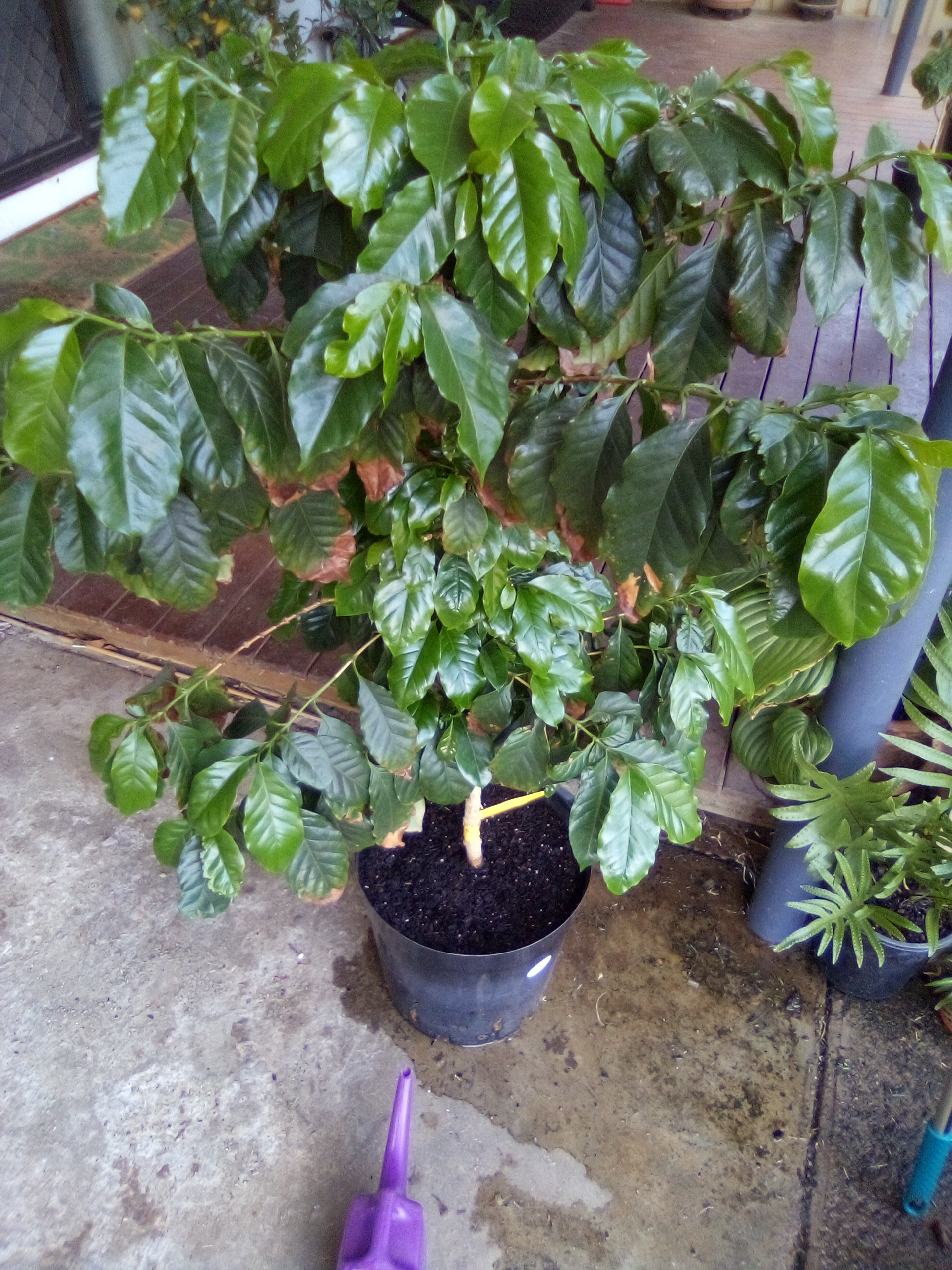 Buy Dwarf Coffee Catui Tree Coffea arabica