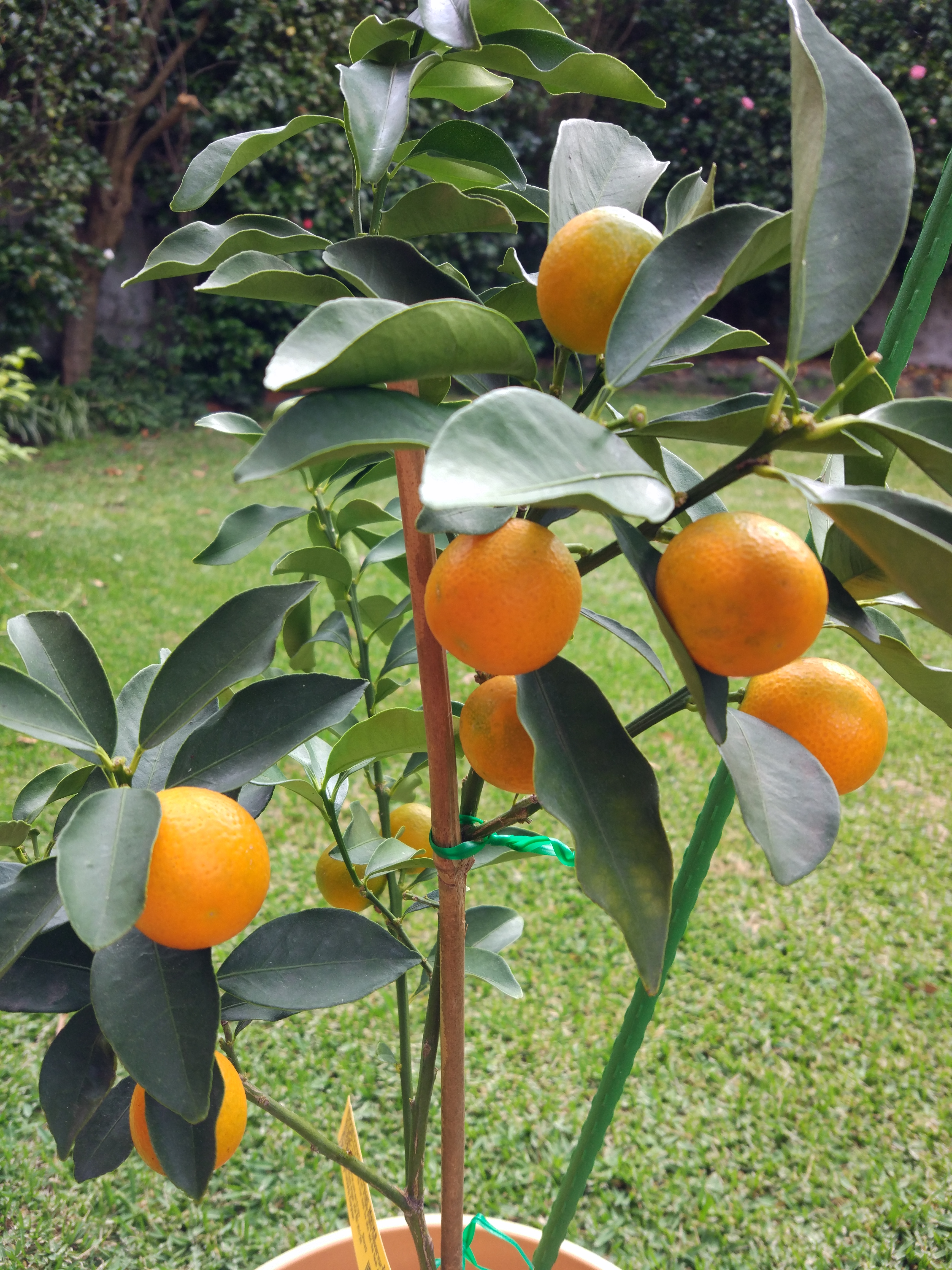 Kumquat Tree