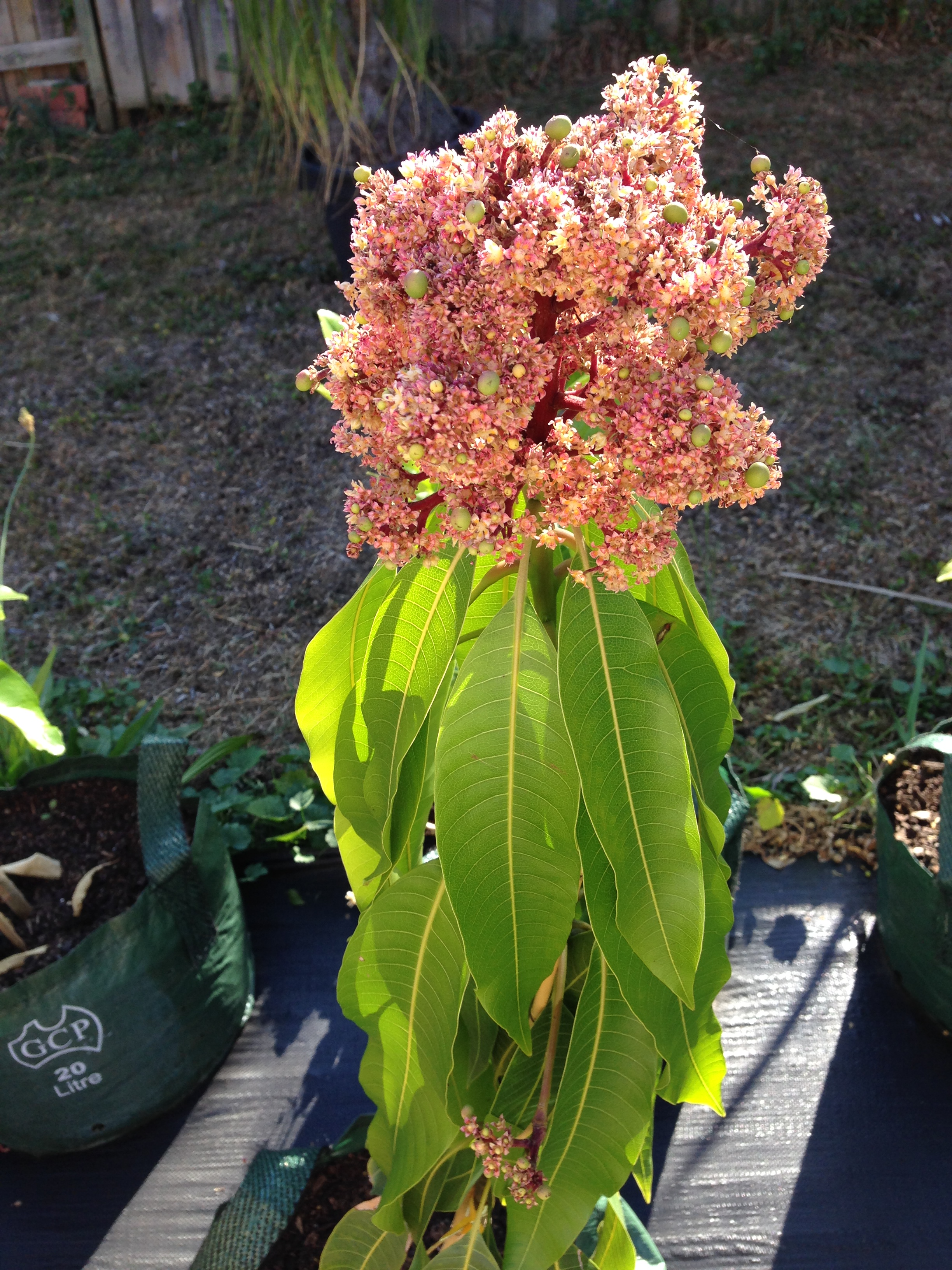 My Edible Fruit Trees: Dwarf Mango Trees