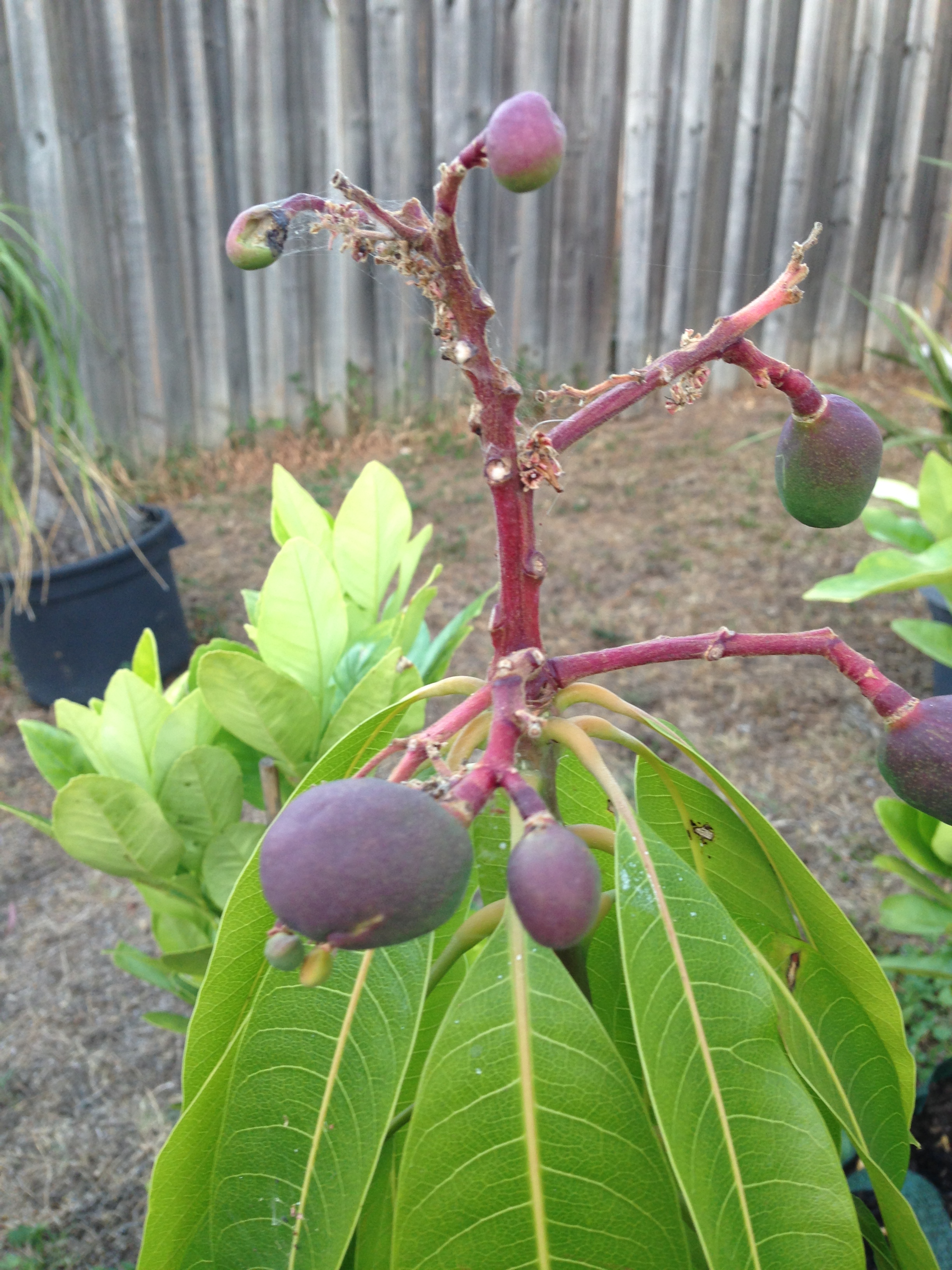 My Edible Fruit Trees: Dwarf Mango Trees