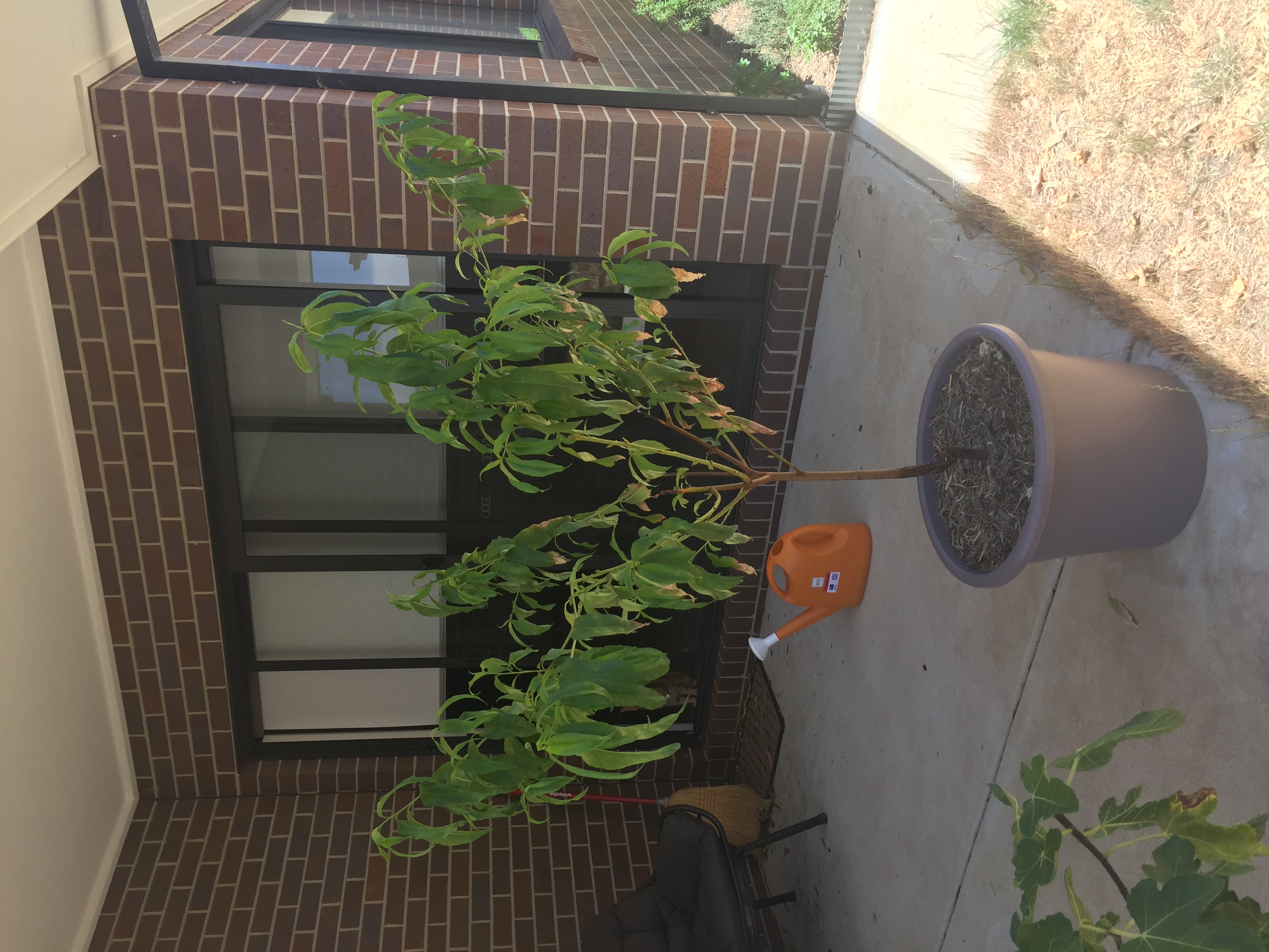 Buy Dwarf Nectarine Fantasia Fruit Tree Prunus persica