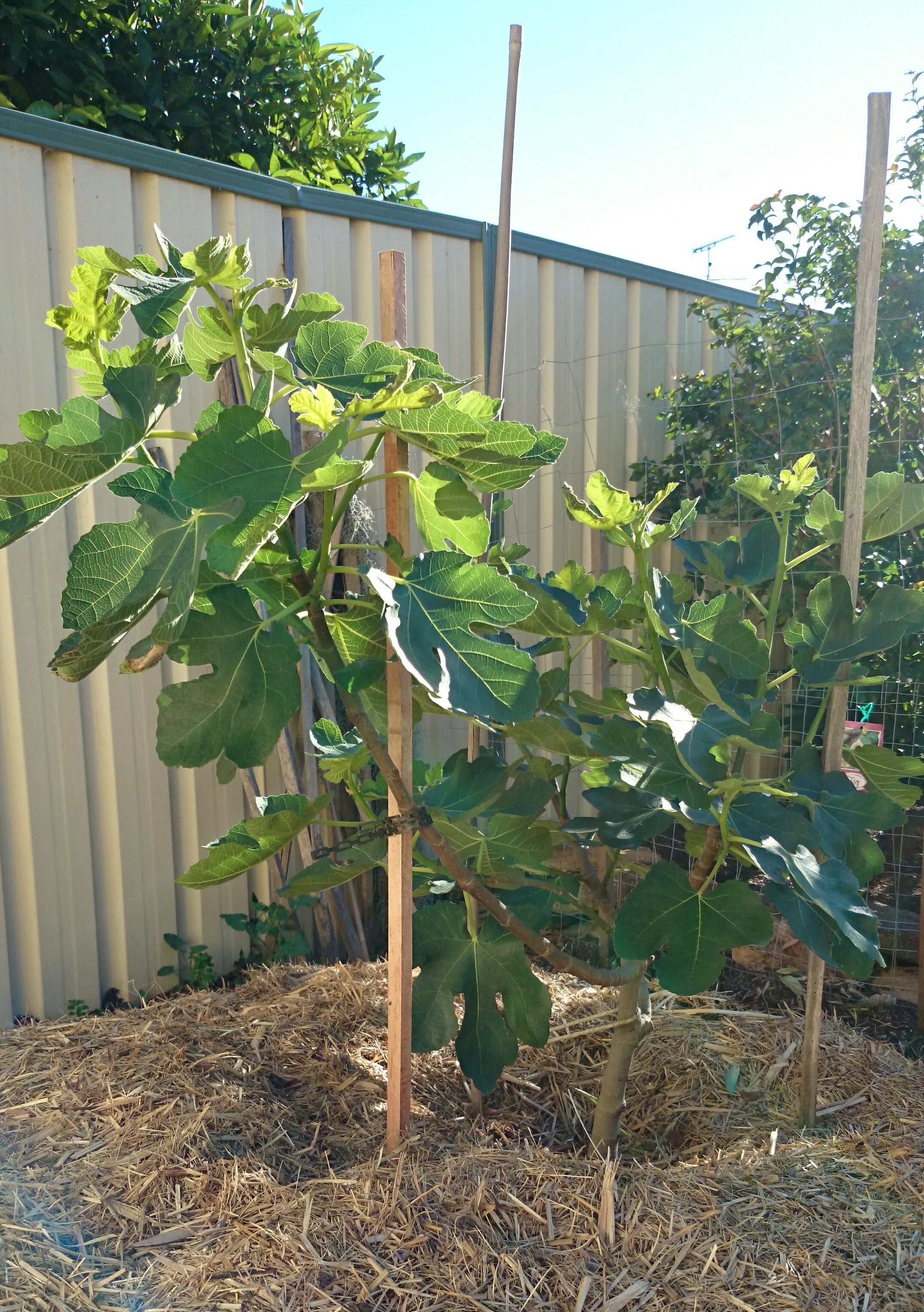 Fig Brown Turkey Fruit Tree Ficus Carica 7295