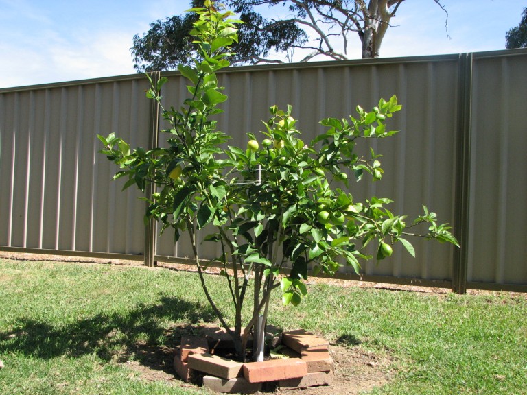 Backyard lemon tree