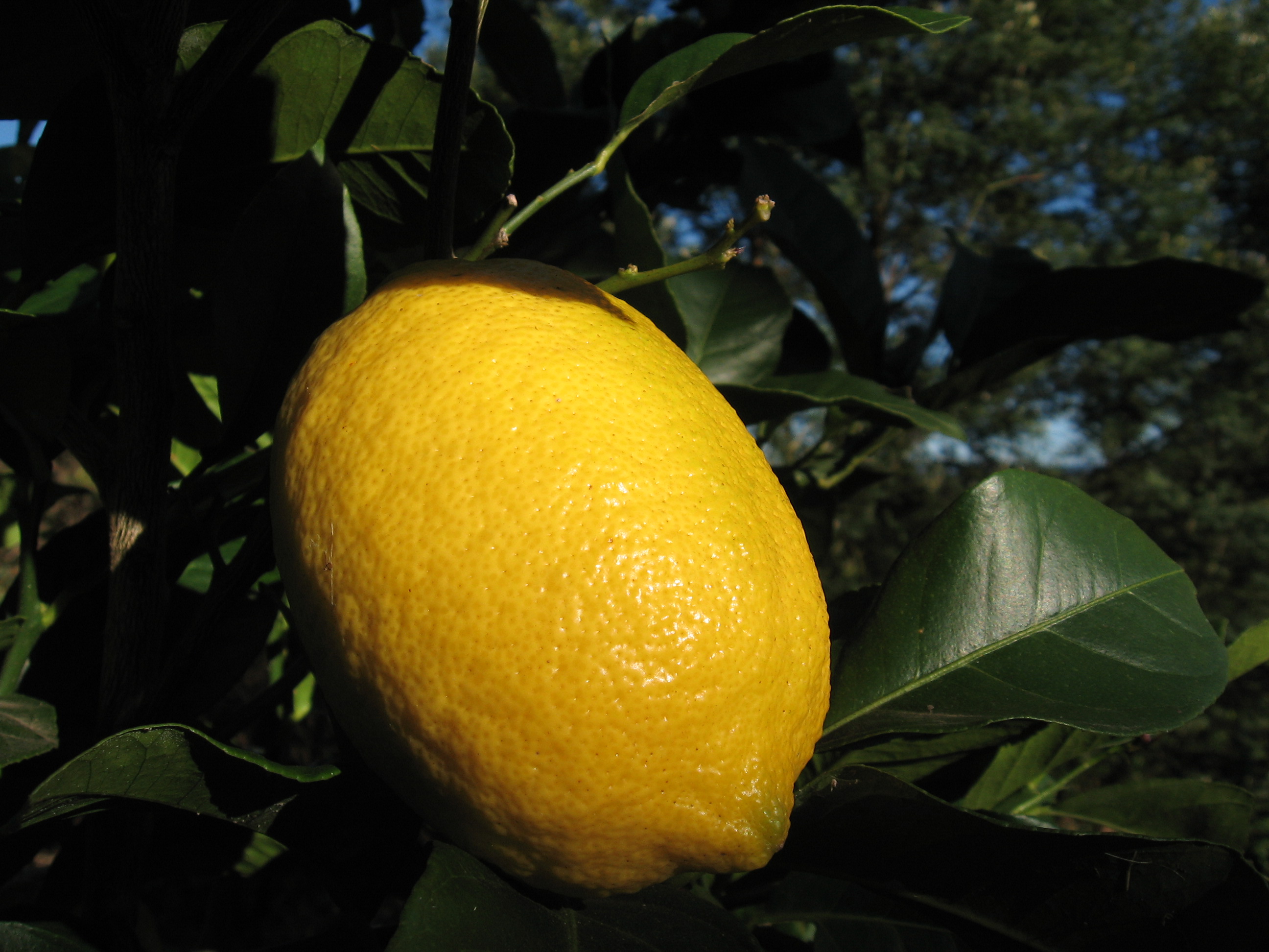 thumbnail image 2 of Eureka Lemon Tree – 6-8 Inch Live Plant – Citrus Limon – Dylman Gardens 2 of 6
