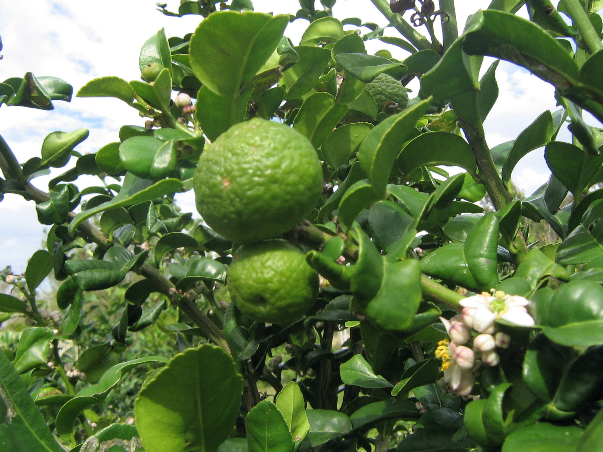 Makrut Kaffir Lime  Tree Citrus hystrix