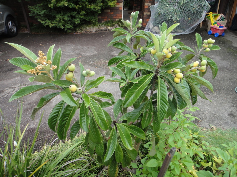 thumbnail image 2 of 2 Live Loquat Fruit Tree Seedlings – 20” Tall, Ready To Plant – FREE SHIPPING 2 of 3