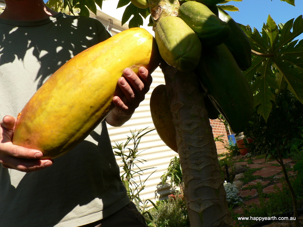 Bisexual red papaya