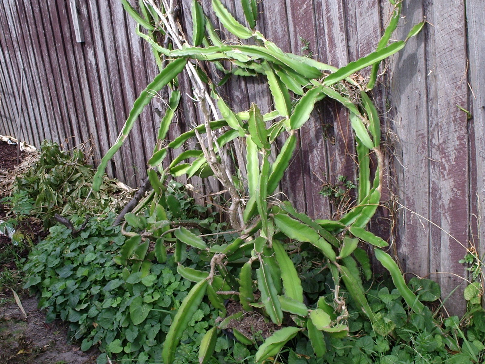 JUJUBEFORSALEINMELBOURNE1's Edible Backyard