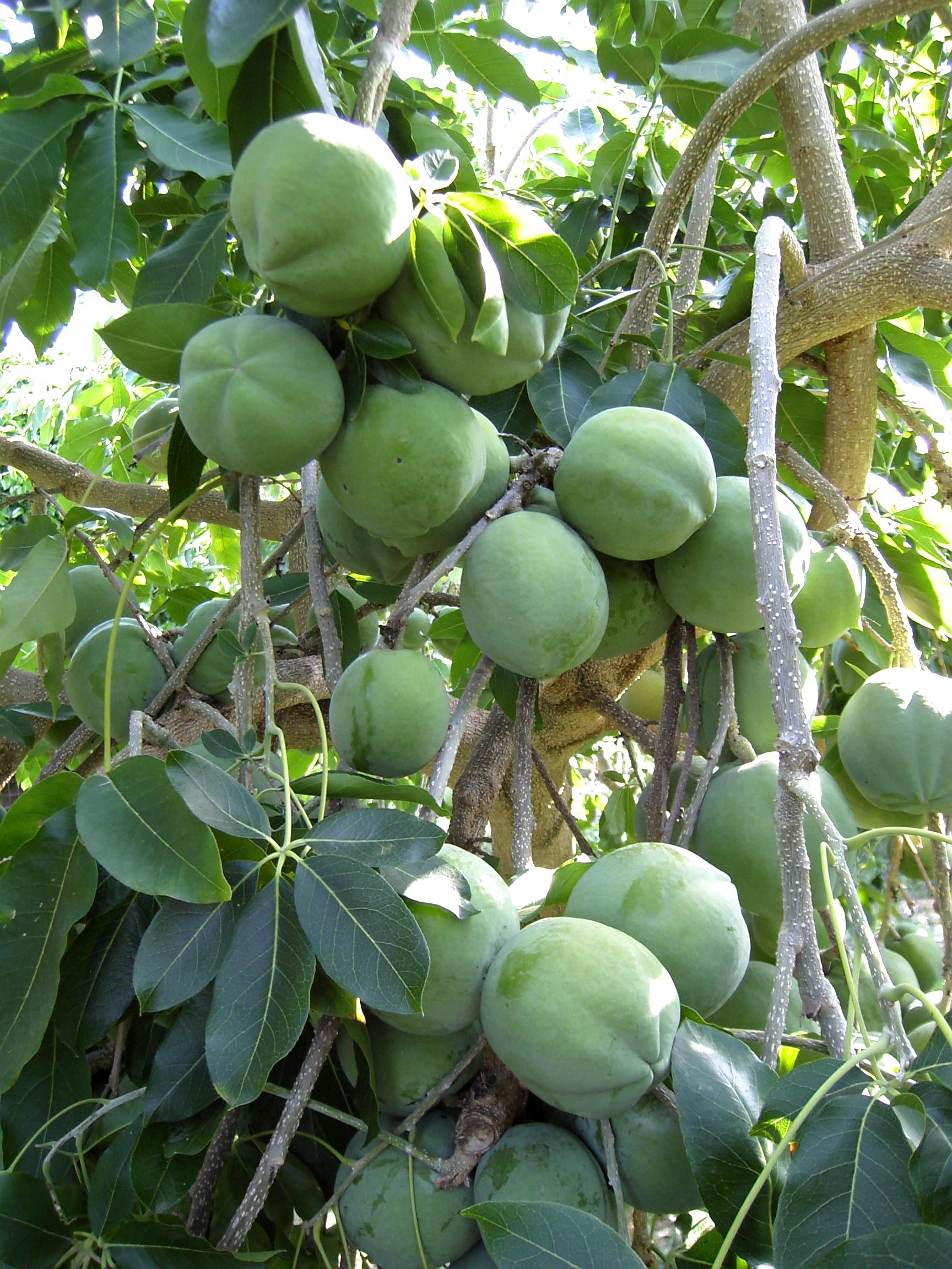 My Edible Fruit Trees: White Sapote Trees NSW