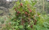 Buy Raspberry Chilcotin Plants - Rubus idaeus