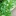 Lush+foliage+on+flowering+Ashwaganda+plant