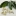 The+white+Aspen+fruit+are+delicate+bushfoods+infront+of+their+foliage+By+DaleysFruit.com.au+%5BAll+Rights+Reserved%5D