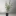 Callistemon+-+Pink+Champagne+For+Sale+%28Medium%29