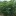 Yellow+Cassava+Plant+By+DaleysFruit.com.au+%5BAll+Rights+Reserved%5D